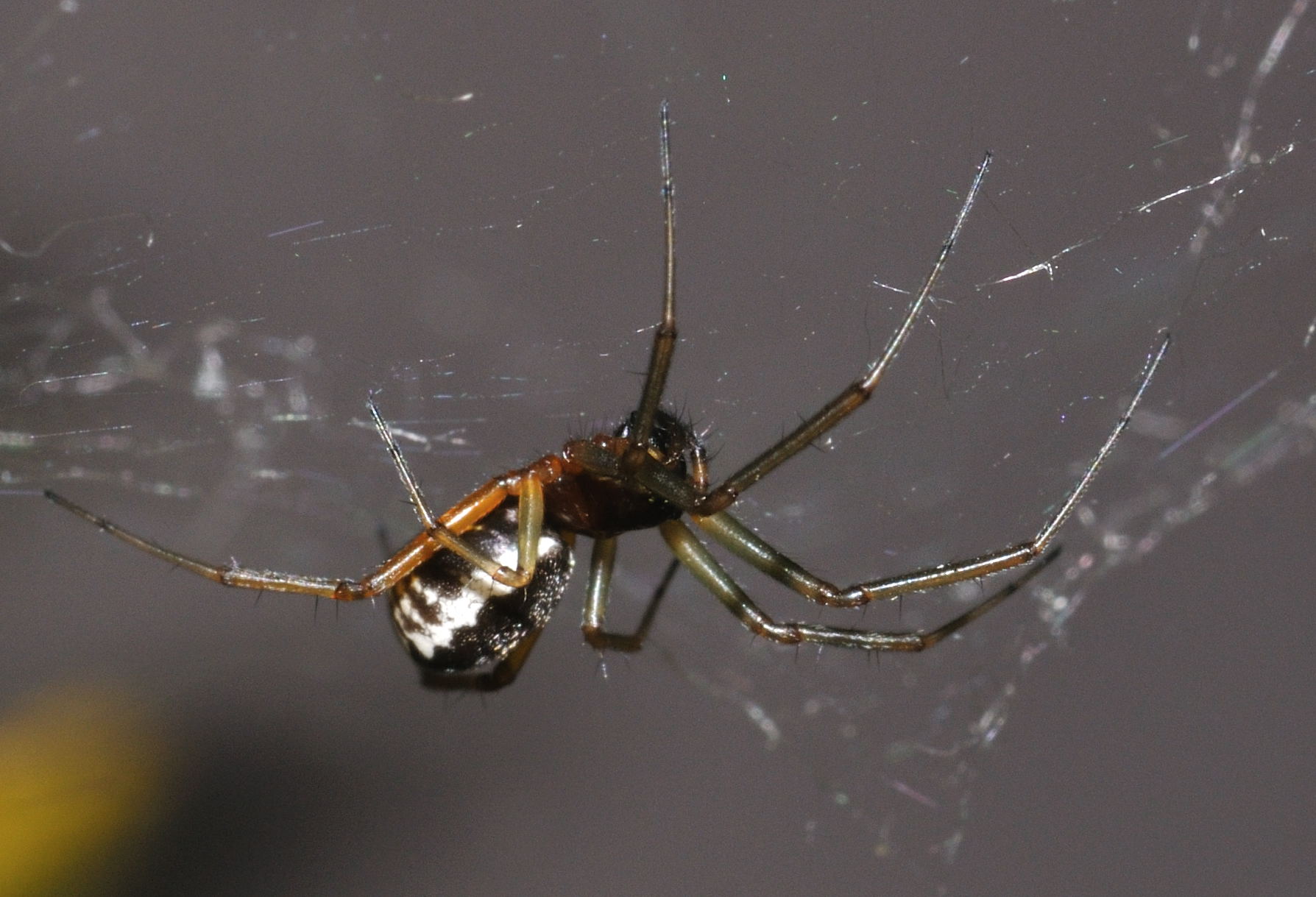 Frontinellina frutetorum